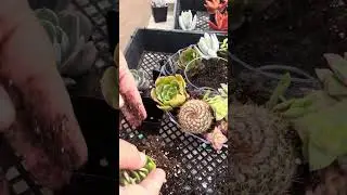 Shoving them in #succulent #garden #succulove #succulents #succulentsforbeginners #succulentcare