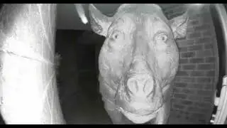 Daedon Jumpscare