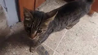 A Hungry Little Cat Climbing on Me and Meowing Loudly