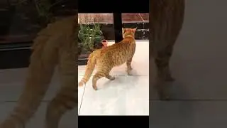 Cat talk or cat fight | Part 144&nbsp;#short #shorts