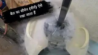 बैल का सीमेन कैसे सुरक्षित रखा जाता है? | Bull Semen Storage Process पूरी जानकारी 