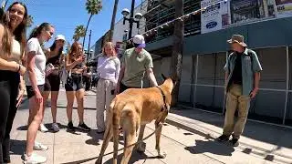 Cash 2.0 Great Dane at the 3rd Street Promenade during a Pride event (1 of 3)