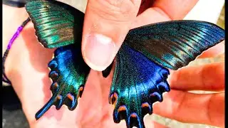 激アツ！！！美しすぎる蝶 カラスアゲハが捕れすぎて乱獲状態！！【ちょー初心者の蝶採集】