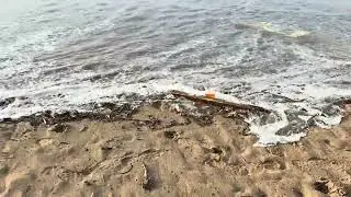 De Gavá a Port Ginesta, y ver hasta donde ha llegado el agua, debido al temporal 