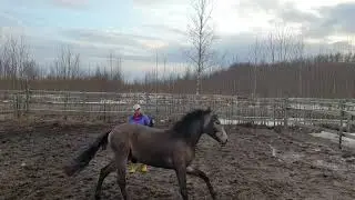 Liberty trainer with a young colt