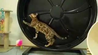 Ashmiyah Bengal Cats |  Saska on the cat wheel for the 1st time