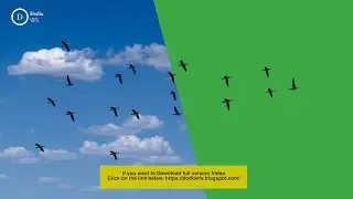 flying birds green screen | flying bird animation green screen | Dodlavfx