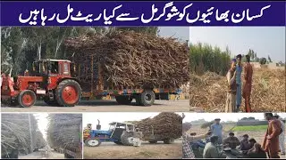 Sugar Mill Rates 2021/2022 Aur Kisan k Halat.#SugarCane #SugarMill #KisanTractor