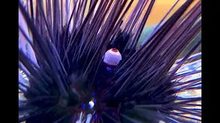 ガンガゼ　Diadem urchin,Black long spine urchin　Diadema setosum