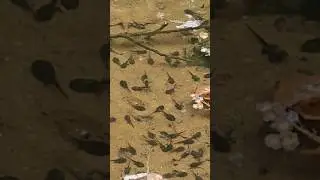 The Legged Tadpole.