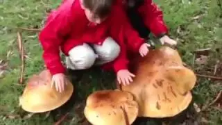 Австралийский моховик Phlebopus marginatus