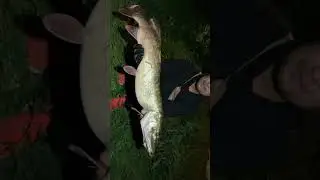 ￼￼ Obrovsk&aacute;￼ ￼&scaron;tika 90cm+          Big Pike