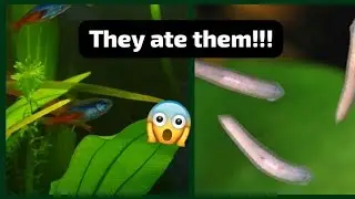 Will my fish eat the planaria worm?