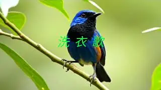 833 洗衣歌 Calgary Seniors 