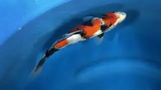 비단잉어 소화삼색 (Ansungkoi)