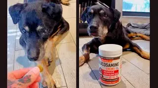 Glucosamine For my Senior Dog Lucy! StrellaLab Max Strength Chews Review.