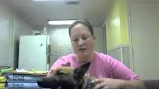 People Aggressive Belgian Shepherd Training