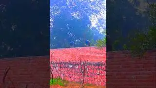 #nature #mor #birds #peacock #cold #coldwave #trendingsong #youtubeshorts  #trendingshorts #shorts