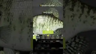 ПОЯВЛЯЕТСЯ ГОЛОВКА Russian Fishing 4  #шортс #shorts #bindasovgame