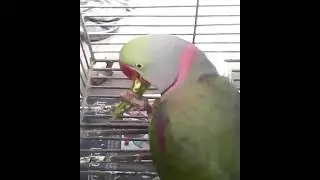 Michael Jackson in parrot's soul