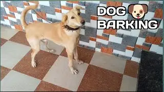 My Dog barking sound loud 🐶...