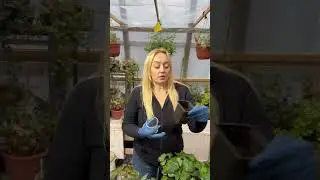 Новое поступление евро черенка! Обзор