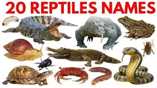 &ldquo;20 Reptile Animals Name in English and Hindi | Reptiles Facts for Kids | Snake, Lizard, Turtle&rdquo;