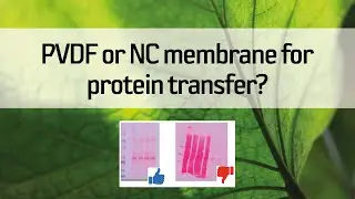 PVDF or NC membrane for protein transfer?