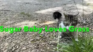 Taking Sugar Baby outside on her harness and leash ￼