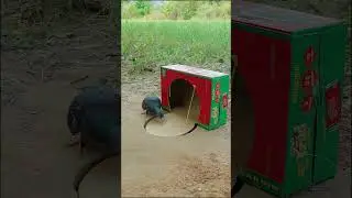 Очень простая ловушка для птиц из картона и отверстия #shorts