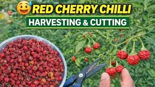 Terrace Garden Red Cherry Chilli | Harvesting + Cutting Tips#terracegardening