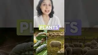 Fiber to Fabric: Cotton, Jute, Wool & Silk Explained! #NaturalFibers #ScienceShorts#Class6Science