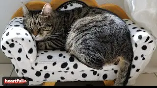 5 ways you might be shortening your cat&rsquo;s lifespan