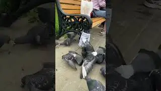 Повесил объявление. Спасибо за подписку! #юмор #приколы #птицы