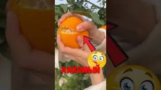 🍊 Ты зря убираешь эту часть апельсина! #природа #еда #фрукты