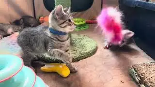 Playful Foster Kittens!