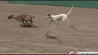 coursing dogs 2023 | greyhound dog race | dog vs rabbit | greyhound coursing