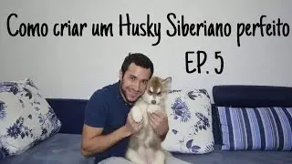 Como criar um Husky Siberiano perfeito - ep 5 Como fazer parar de morder; com a Rayla,