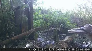 buizerd barry komt zich opfrissen maar houdt van privacy en duld geen pottenkijkers