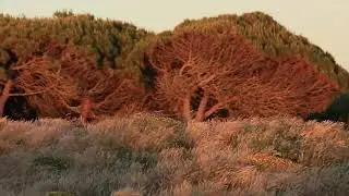 Oitavos Dunes