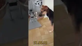 Условия жизни Бруно в Германии!