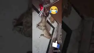 My cat is now also scared by my toy car#funny cat videos #by Marina Wallt