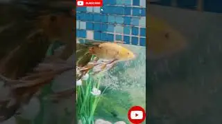 small goldfish 🐠 shubunkin goldfish 🐠 #minivlog #shortvideo #music #Radhe krishnakitchen