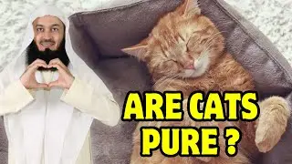 Are Cats Pure ? - Mufti Menk #muftimenk #muftimenklectures #islamic #cats #catsinislam #islam