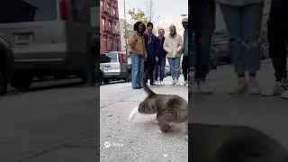 Dancing Giraffe on the Street | #giraffe #funnyanimals #dancing #viral #lol