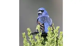 Migratory Birds and Climate Change | Bird Science & Conservation Webinar