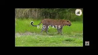Cheetah Evolution project