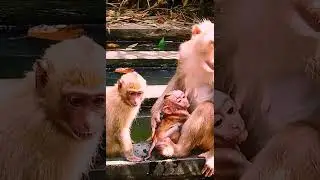 Nature MK Animals #monkeynaturekh #angkortemple #animation #mkdearmonkey #bayontemple #animals