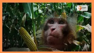 Monkeys invade Ratta destroying crops and property