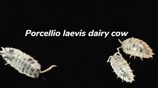 Porcellio laevis dairy cow: przedstawienie gatunku Isopody [#3]